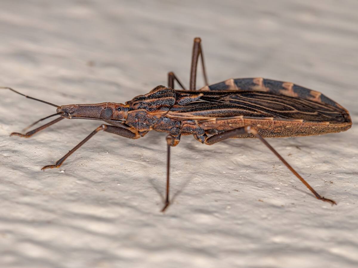 ISP advierte que la enfermedad de Chagas está en “todo Chile”: ¿Qué es, cuáles son sus síntomas y cómo se transmite?