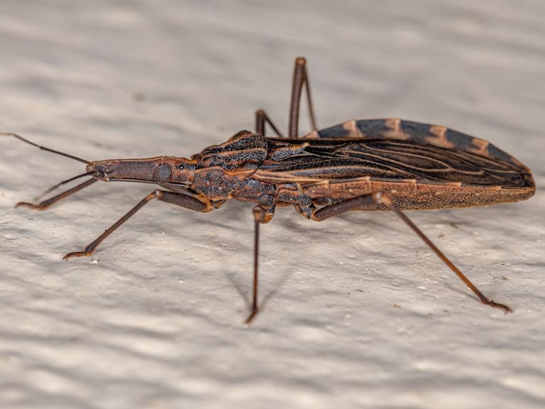 ISP advierte que la enfermedad de Chagas está en “todo Chile”: ¿Qué es, cuáles son sus síntomas y cómo se transmite?