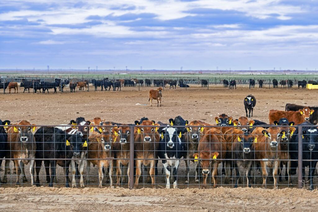 Un grupo de vacas mira con curiosidad en un rancho en el estado de Texas, en medio de un brote de gripe aviar en animales en Estados Unidos.