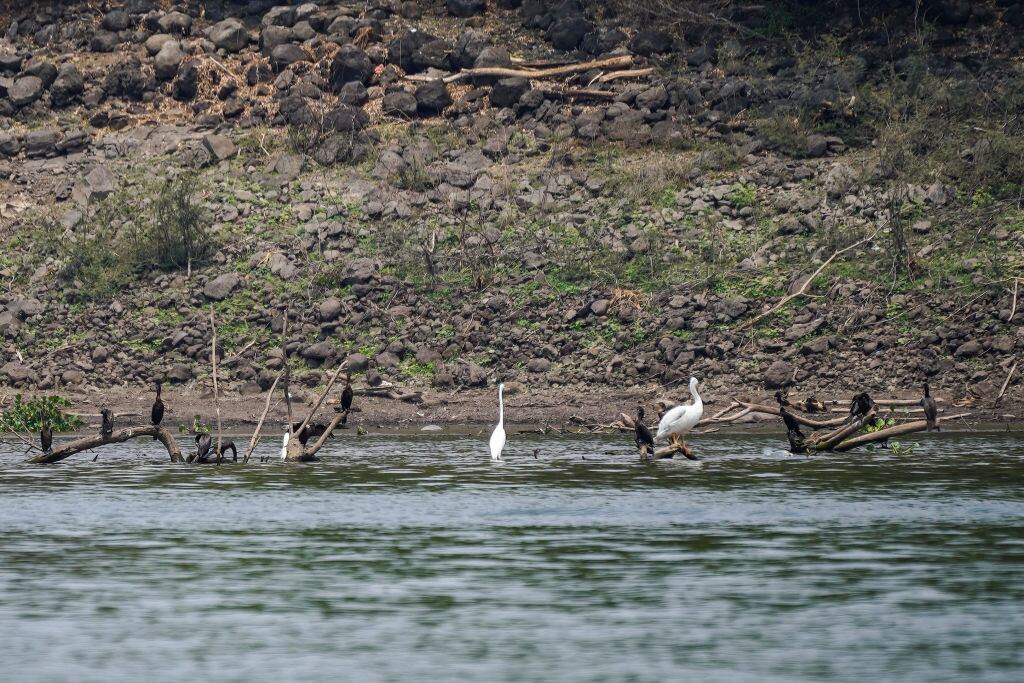 Aves se resguardan en el agua en un lago con sequía en El Salvador