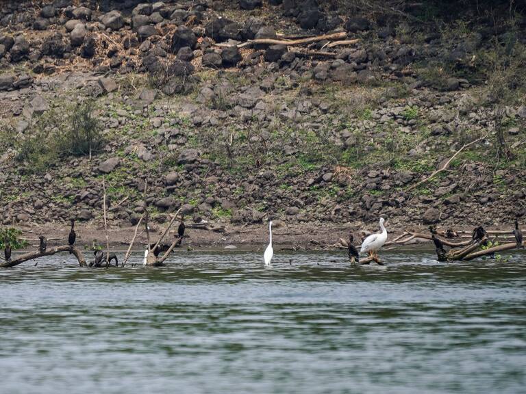 Aves se resguardan en el agua en un lago con sequía en El Salvador