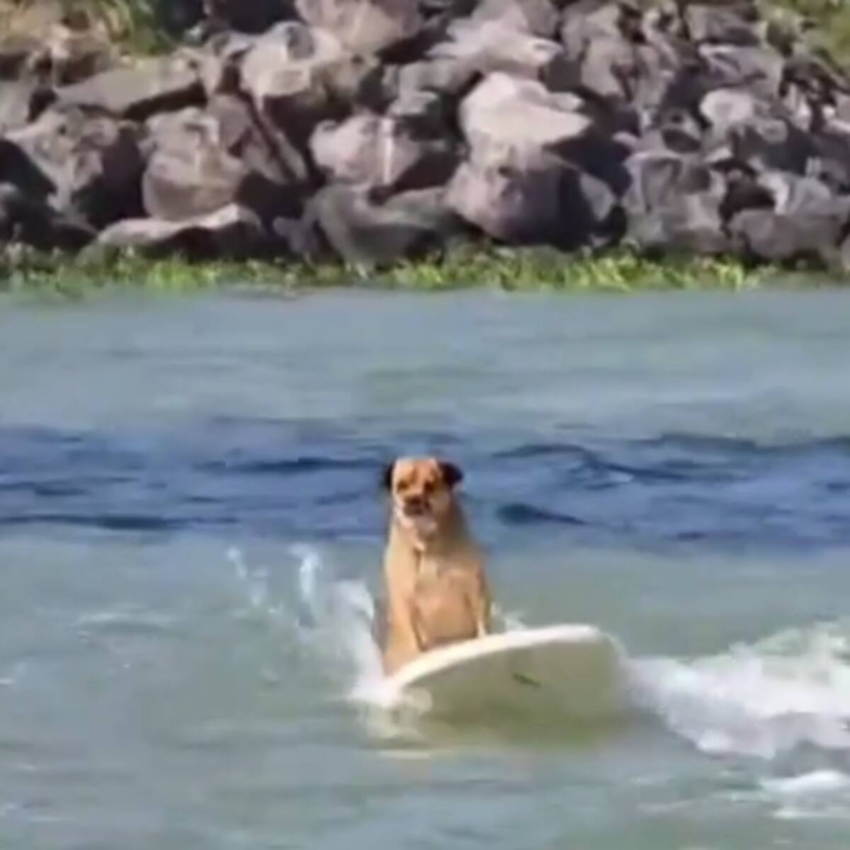 Le encantan las olas, la playa y su nombre homenajea a cierta planta: conoce a “Marihuano”, el perro surfista que sacude Veracruz