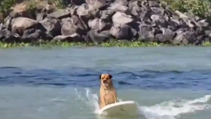 Le encantan las olas, la playa y su nombre homenajea a cierta planta: conoce a “Marihuano”, el perro surfista que sacude Veracruz