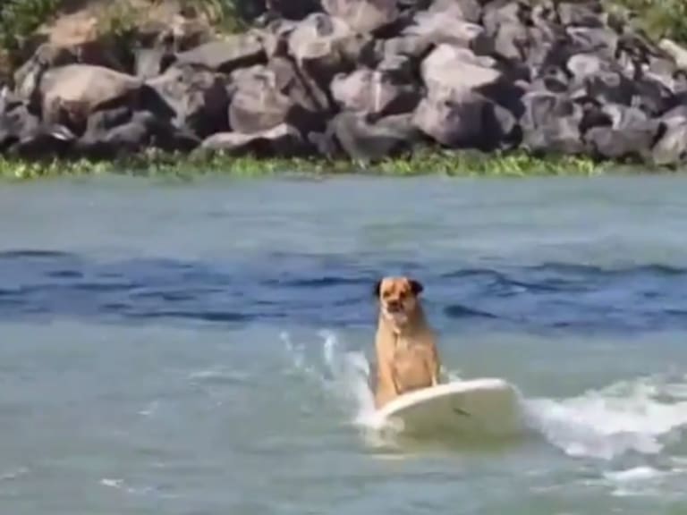 Le encantan las olas, la playa y su nombre homenajea a cierta planta: conoce a “Marihuano”, el perro surfista que sacude Veracruz