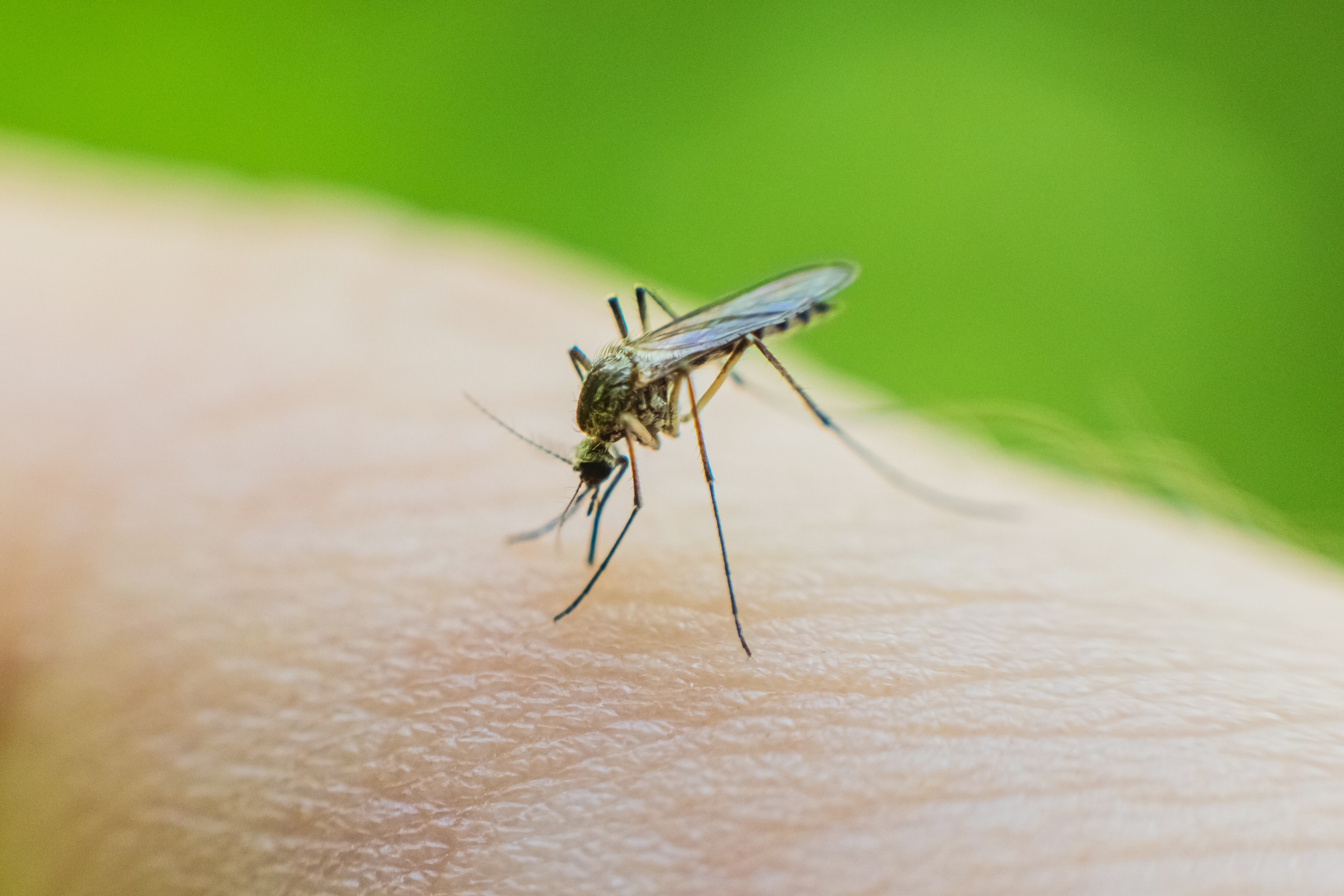 Mosquitos