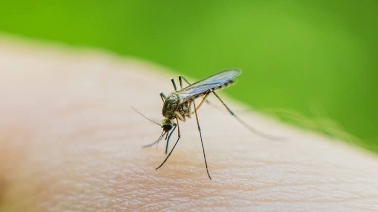 Primera muerte en 20 años por extraño virus transmitido por mosquitos alarma a Carolina del Sur: estos son los síntomas
