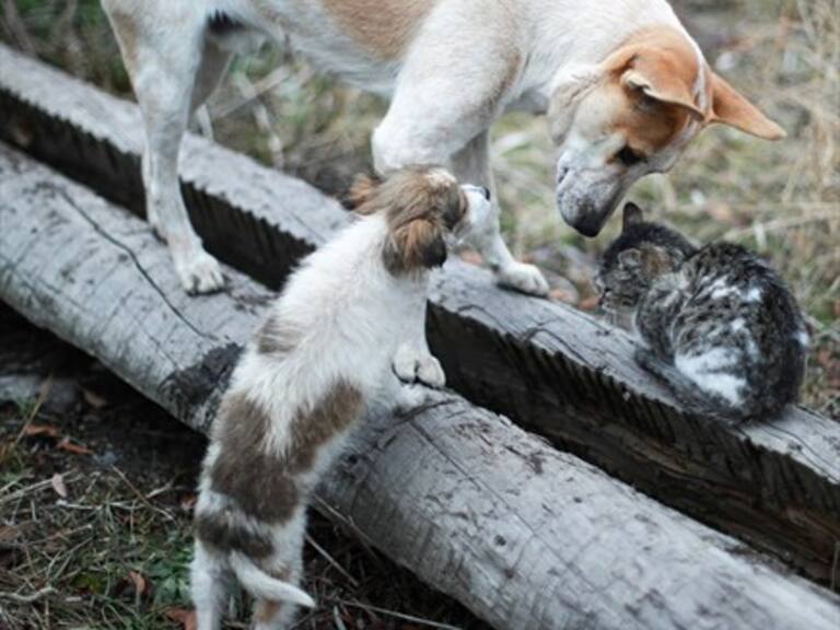 Vecinos de Valparaíso denuncian que alguien está comiendo perros y gatos