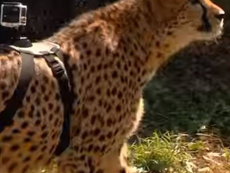 Así se ve un guepardo corriendo en primera persona