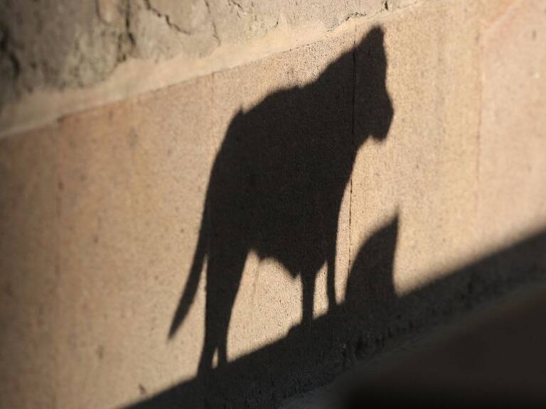 Perro, perros, coronel, 1024x576 jpg ok