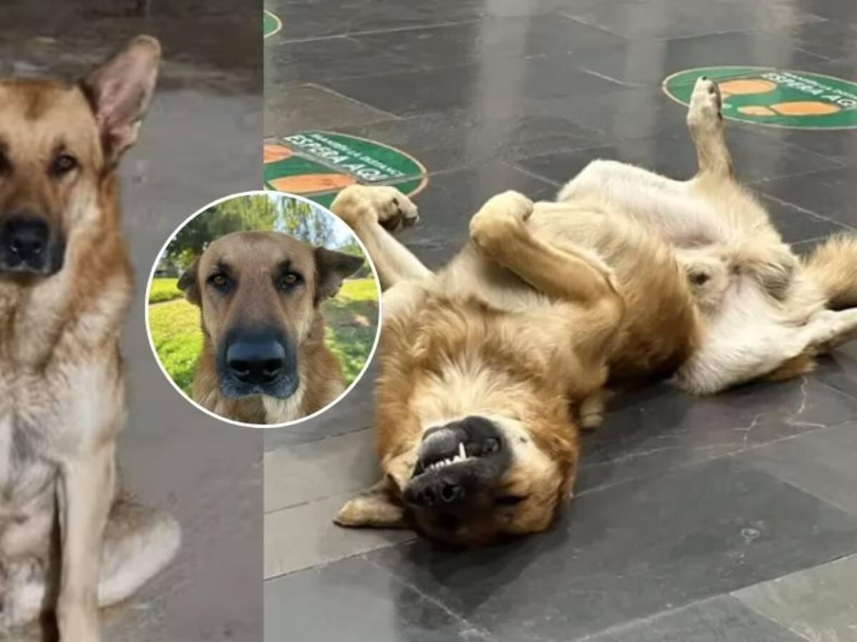 “¿Por qué no lo dejan en adopción?”: decisión de eutanasiar a perro comunitario en Colina desata ola de críticas