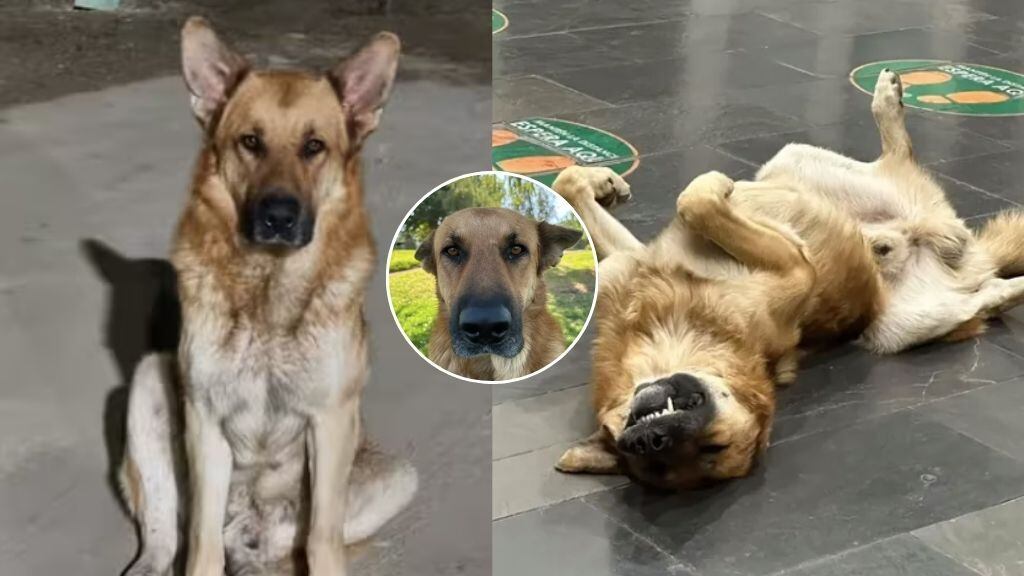 “¿Por qué no lo dejan en adopción?”: decisión de eutanasiar a perro comunitario en Colina desata ola de críticas