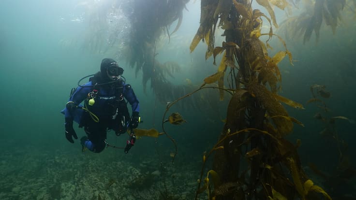 “Zona clave para la diversidad”: histórico descubrimiento en el sur de Chile asombra a científicos nacionales y argentinos