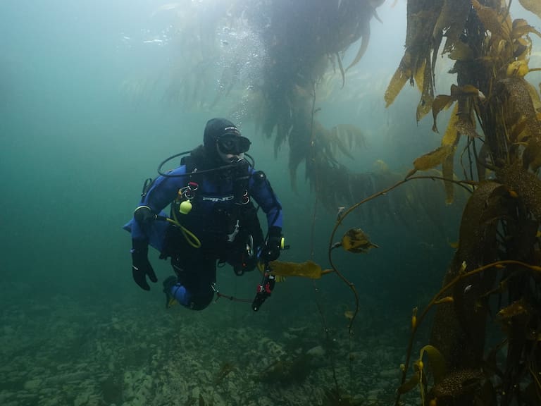 “Zona clave para la diversidad”: histórico descubrimiento en el sur de Chile asombra a científicos nacionales y argentinos