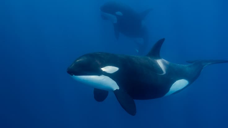 “Excepcionalmente raro”: científicos captan por primera vez a orcas “besándose” con lengua