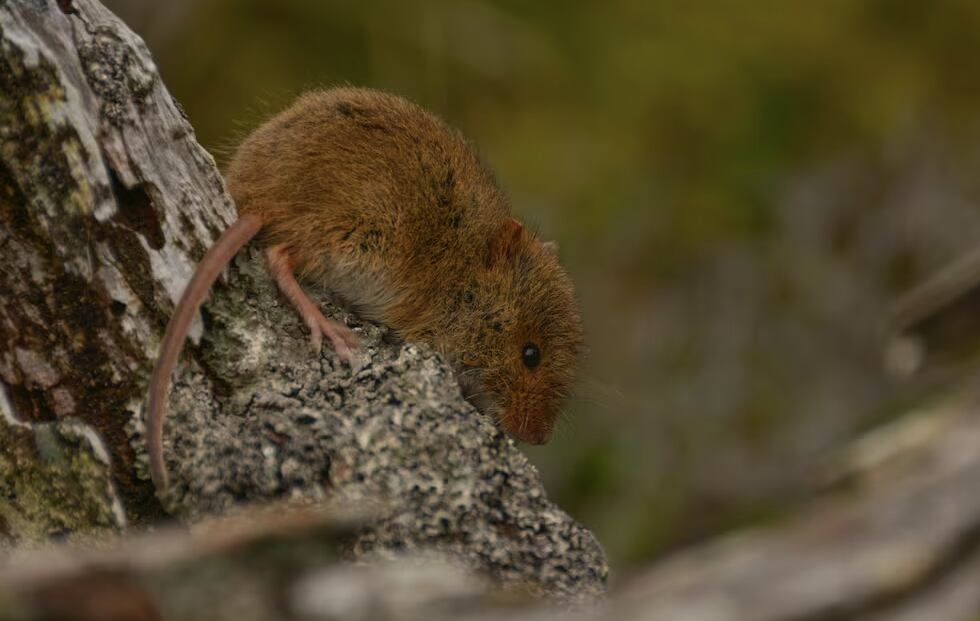 Ratón de pastizal o Abrothrix olivacea