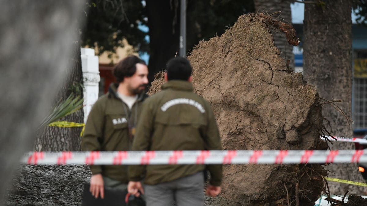 Padre de joven muerto tras caida de árbol en Parque Italia de Valparaiso