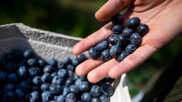 31 July 2022, Brandenburg, Klaistow: A woman places her picked blueberries in a bowl at the Buschmann Winkelmann asparagus farm's blueberry pick-your-own. Photo: Fabian Sommer/dpa (Photo by Fabian Sommer/picture alliance via Getty Images)