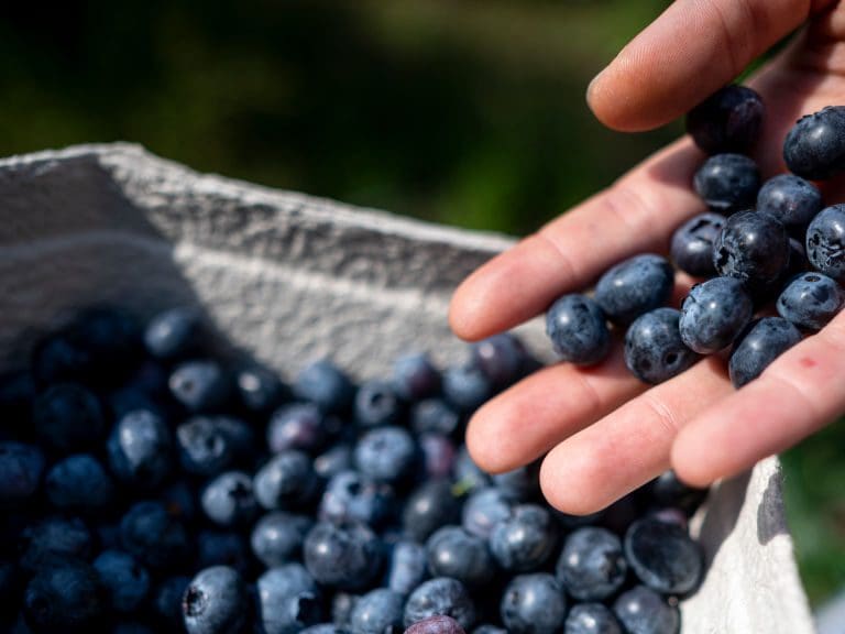 31 July 2022, Brandenburg, Klaistow: A woman places her picked blueberries in a bowl at the Buschmann Winkelmann asparagus farm's blueberry pick-your-own. Photo: Fabian Sommer/dpa (Photo by Fabian Sommer/picture alliance via Getty Images)