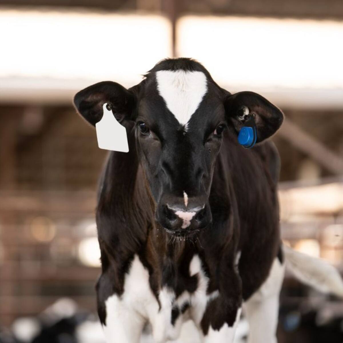 La revolución silenciosa en el campo chileno: más de 35 mil animales son monitoreados con tecnología inteligente