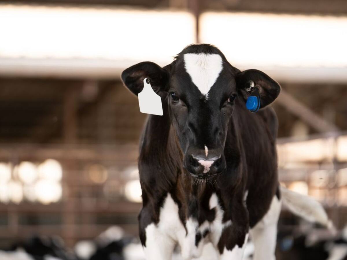 La revolución silenciosa en el campo chileno: más de 35 mil animales son monitoreados con tecnología inteligente