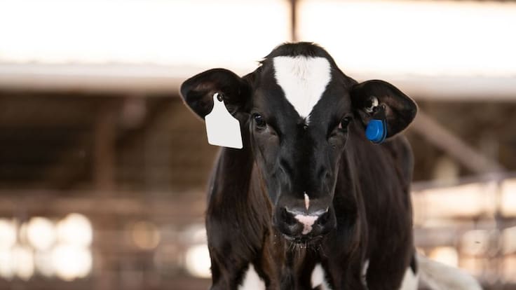 La revolución silenciosa en el campo chileno: más de 35 mil animales son monitoreados con tecnología inteligente