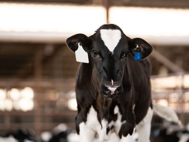 La revolución silenciosa en el campo chileno: más de 35 mil animales son monitoreados con tecnología inteligente