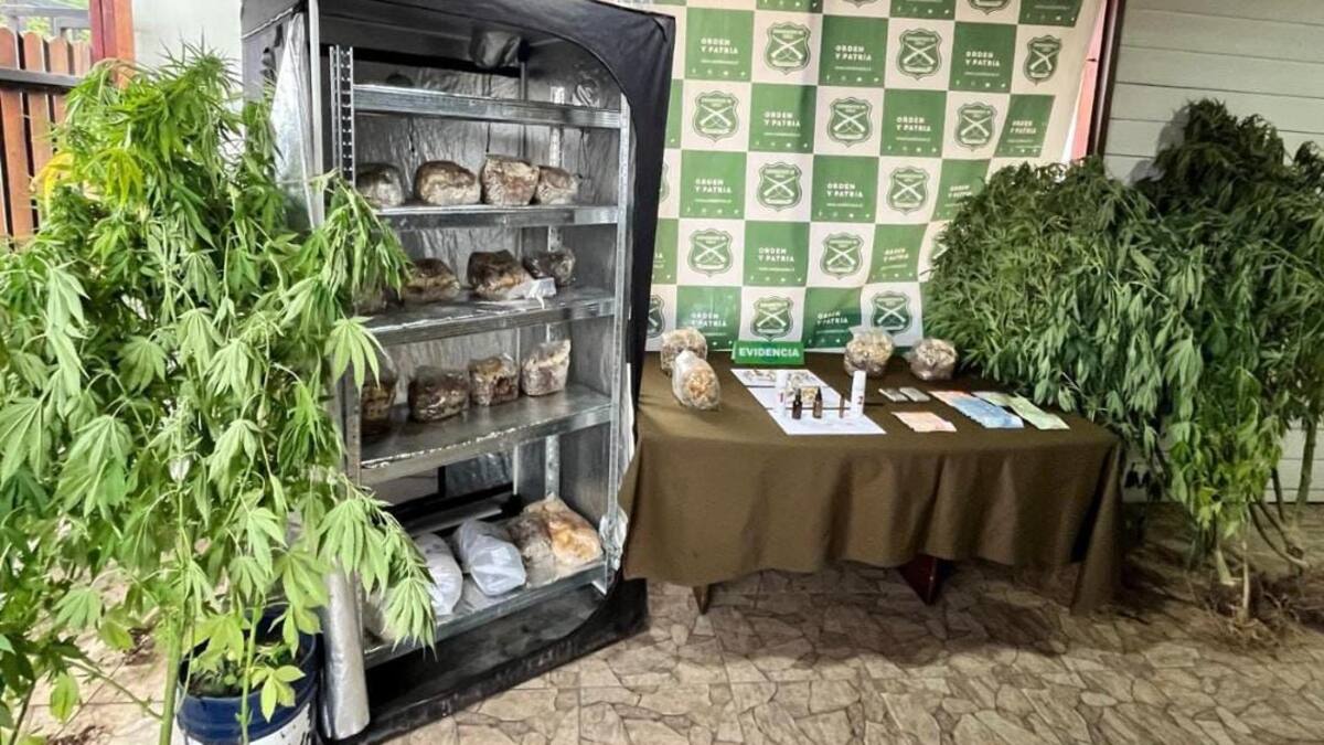 Vecina lo denunció por plantas de marihuana en el patio y terminó detenido por más de 30 kilos de hongos alucinógenos