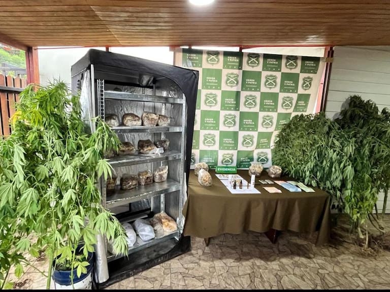 Vecina lo denunció por plantas de marihuana en el patio y terminó detenido por más de 30 kilos de hongos alucinógenos