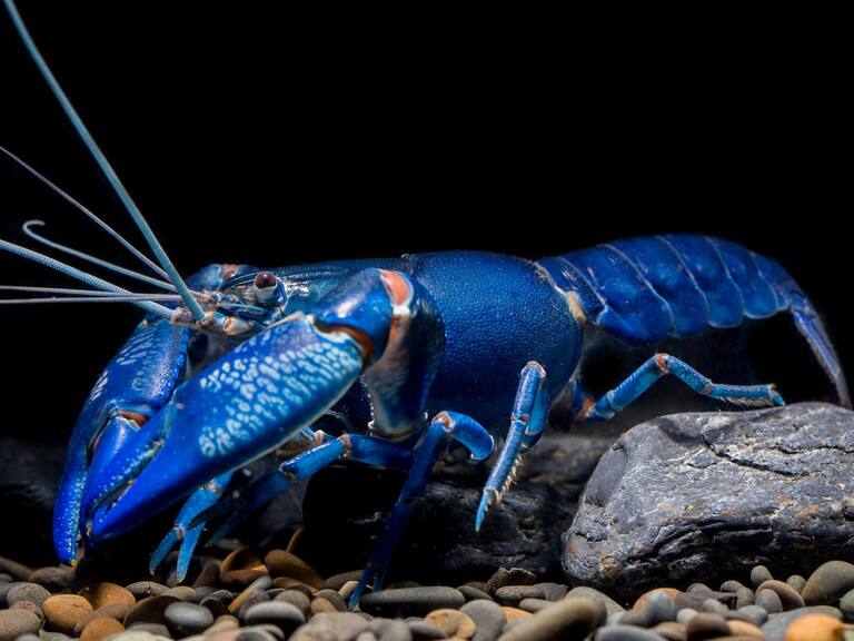Hombre captura una langosta azul extremadamente rara y la devuelve al mar