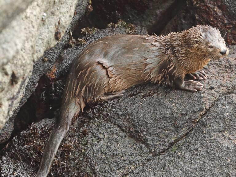 Sernapesca informa dos nuevos casos de influenza aviar en mamíferos: uno de ellos corresponde a un chungungo