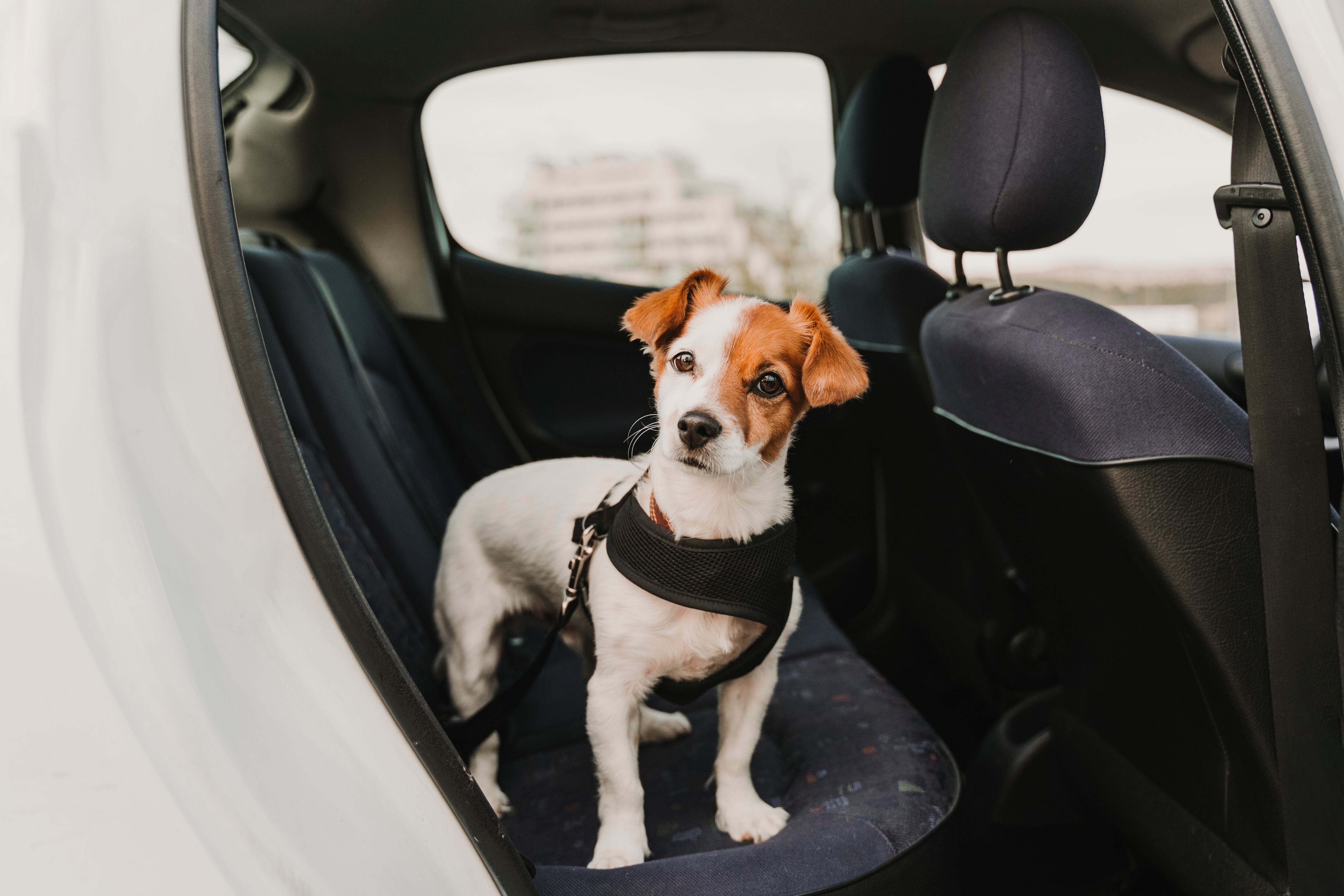 Viajar con mascotas
