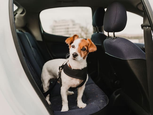 Viajar con mascotas