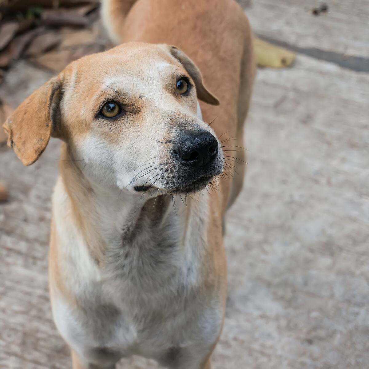 Preocupación por brote que afecta a perros: puede ser mortal y sus primeros síntomas se confunden fácilmente