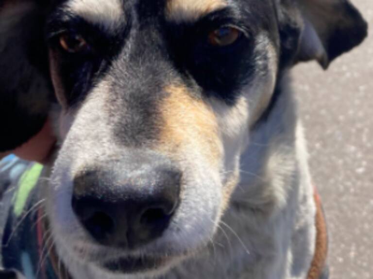 La aventura del perro Perejil: Se escondió en un bus en Copiapó y llegó hasta La Serena