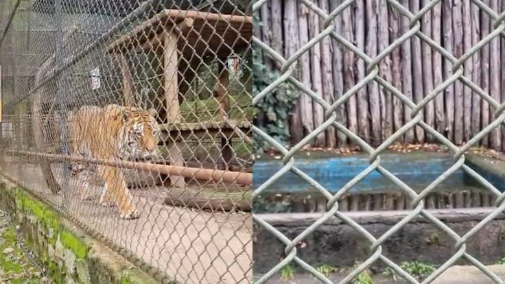 Tras denuncia de vecinos: ofician al SAG por deterioro y mal estado de animales del Zoológico de Concepción