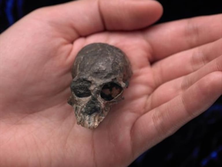 Fósil de simio chileno permitió rastrear la evolución del cerebro de los monos
