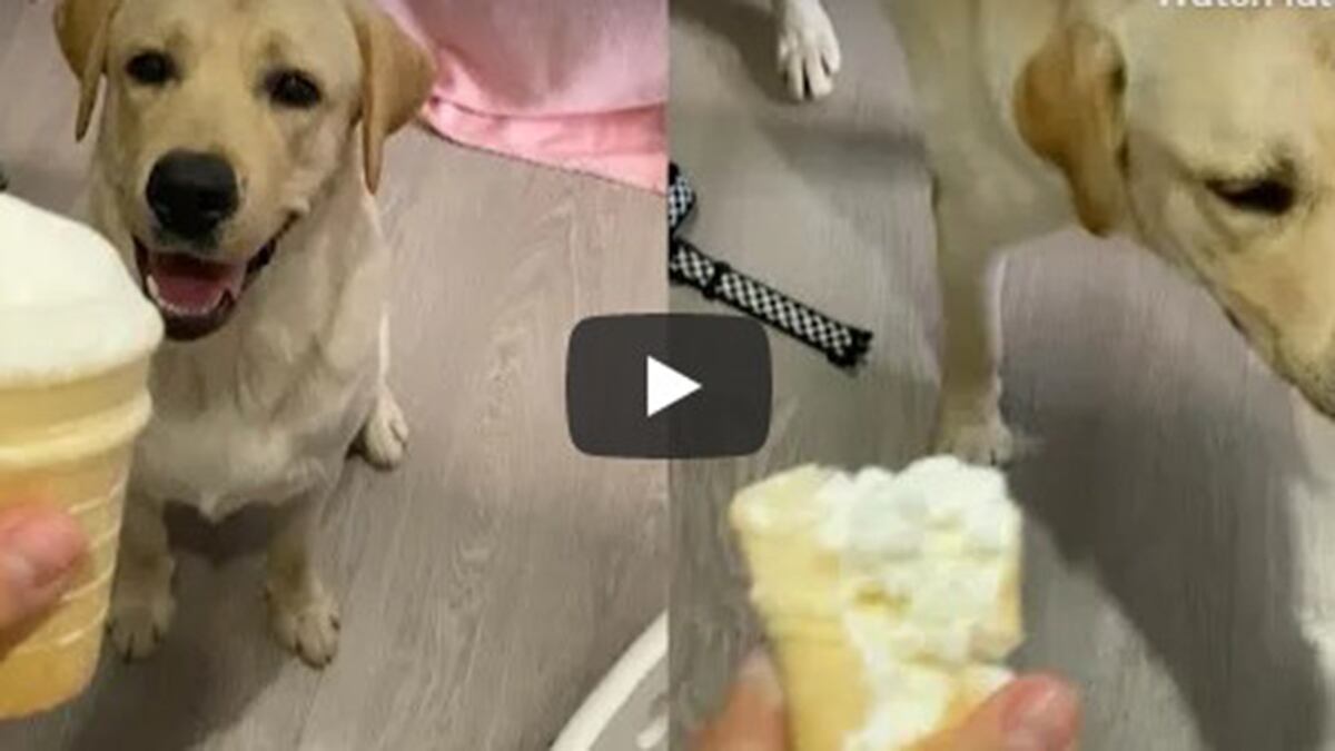 Perro viral en YouTube
