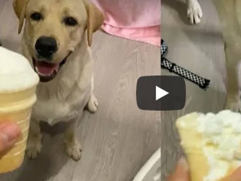 Perro viral en YouTube