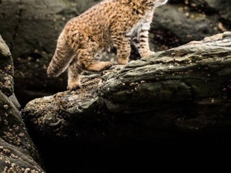 National Geographic financiará innovador proyecto para la conservación del güiña en Chile