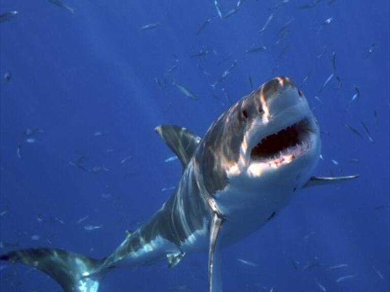Tiburón blanco logra meterse dentro de jaula de un buceador