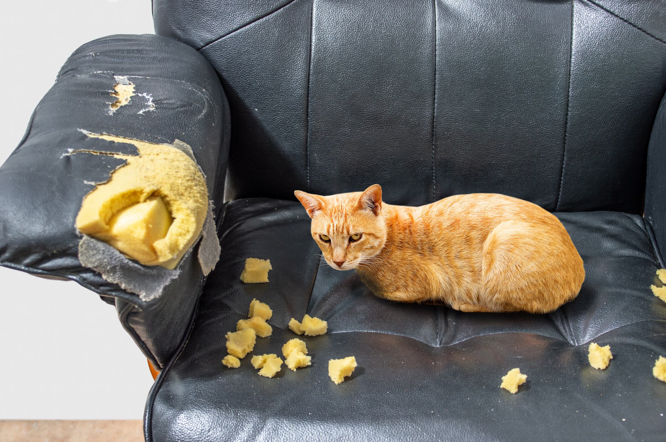 naughty playful cat after biting a couch tired of hard work