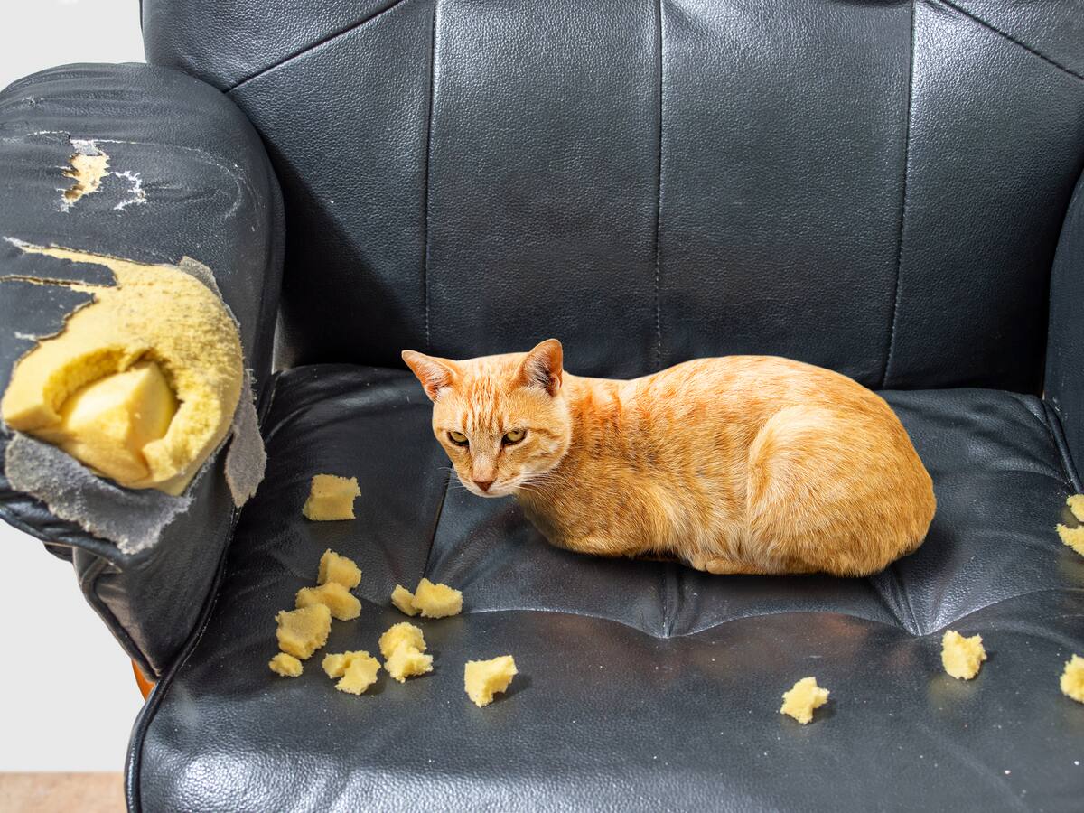 Estudio revela la razón de que los gatos rasquen los muebles y cómo evitar que los dañen