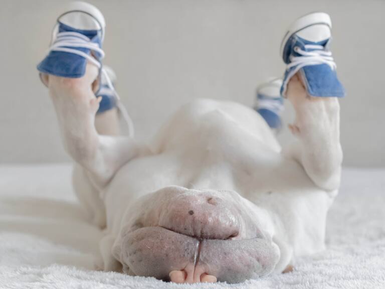 Soy veterinario y te revelo la verdad sobre los zapatos para perros cuando hace calor: ¿realmente funcionan?