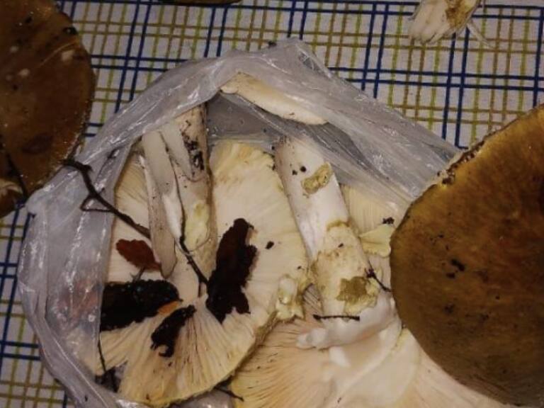 Menor de edad fallece tras consumir hongos silvestres junto a su familia en Hualqui