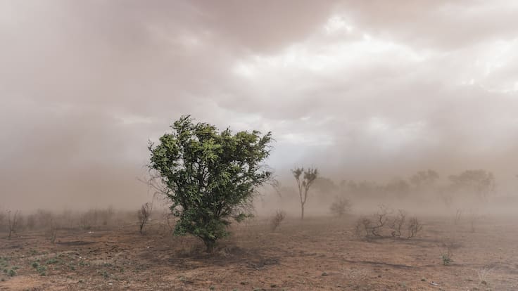 Meteorología emite alerta por vientos de hasta 90 km/h y tormentas de arena: revisa las regiones afectadas