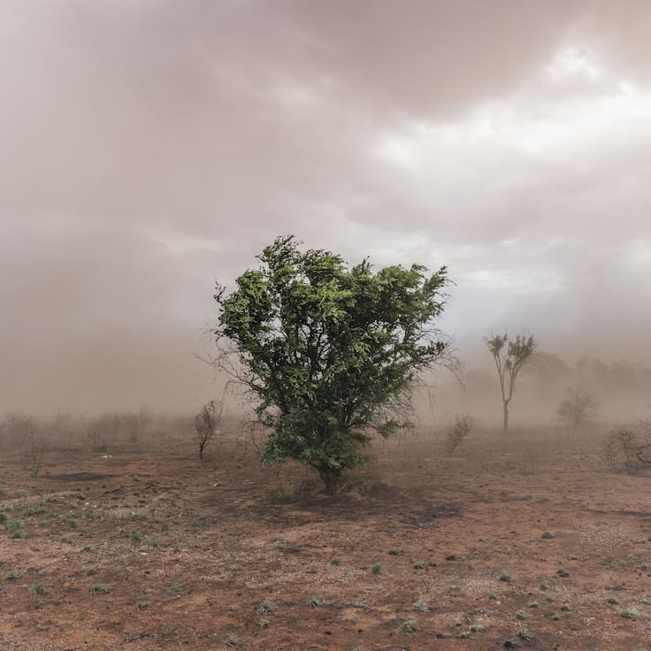 Meteorología emite alerta por vientos de hasta 90 km/h y tormentas de arena: revisa las regiones afectadas