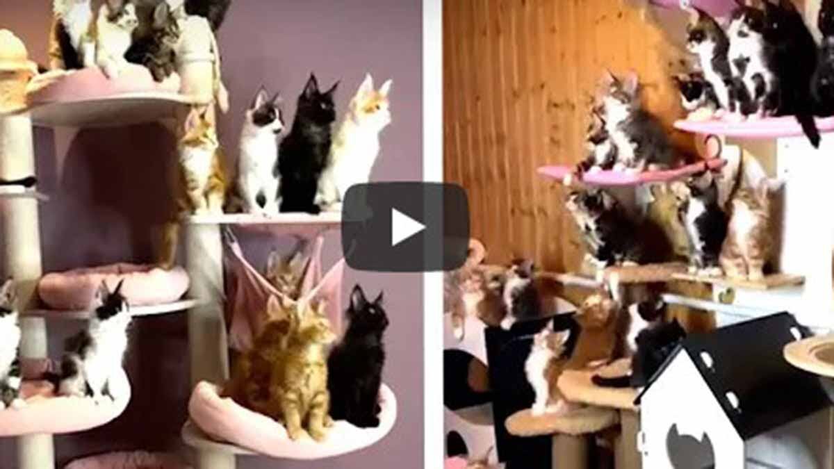 Gatos de video viral