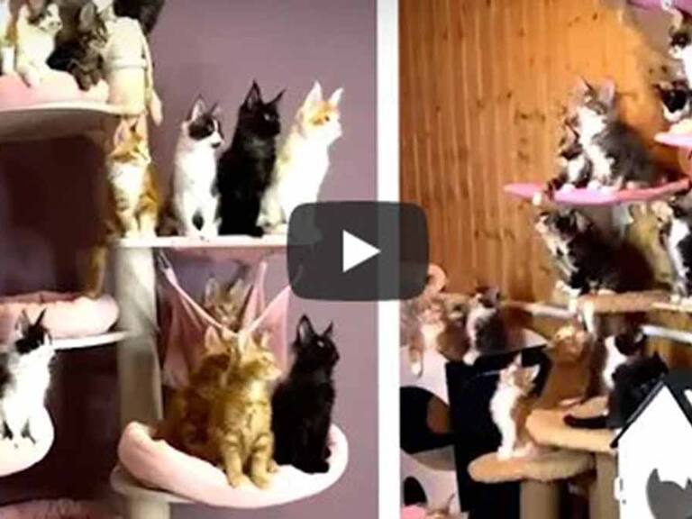 Gatos de video viral