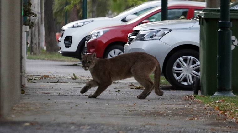 24 de marzo del 2020/SANTIAGOImagen del felino, durante el operativo en Ñuñoa por un puma suelto
FOTO: FRANCISCO CASTILLO /AGENCIAUNO