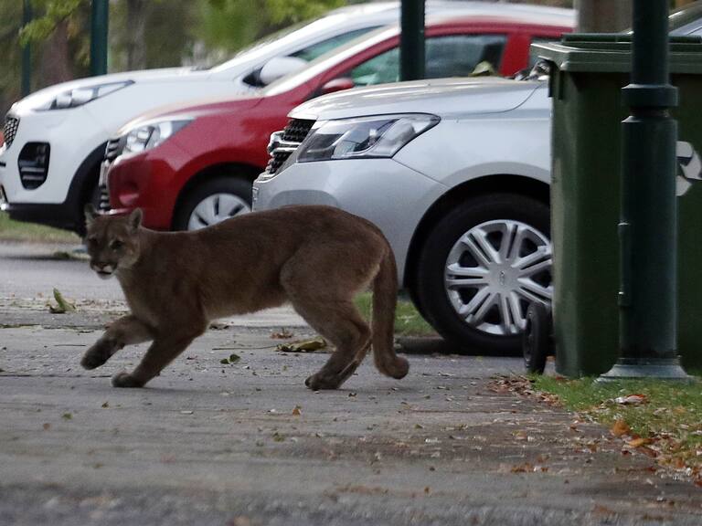 24 de marzo del 2020/SANTIAGOImagen del felino, durante el operativo en Ñuñoa por un puma suelto
FOTO: FRANCISCO CASTILLO /AGENCIAUNO